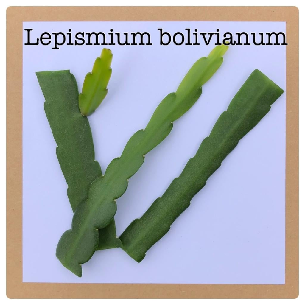 15. Lepismium bolivianum / boliviana €0,75, Ophalen of Verzenden, Halfschaduw, Minder dan 100 cm