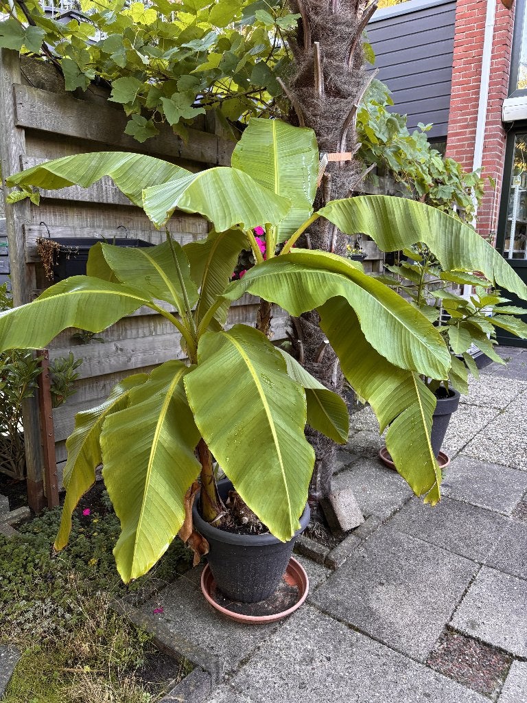 Bananenplant (Musa) tropica 135 hoog, Ophalen, 100 tot 150 cm, Overige soorten, In pot