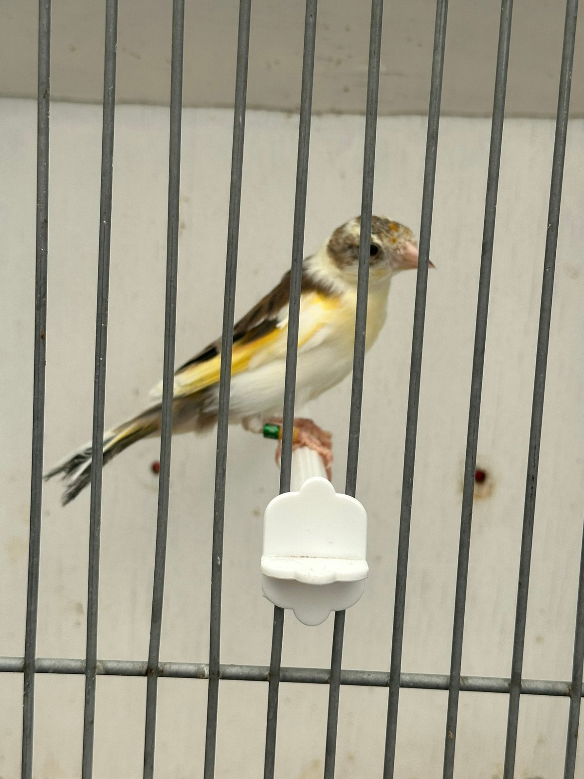 Putter bastaard 2026, Mannelijk, Wildzangvogel, Geringd