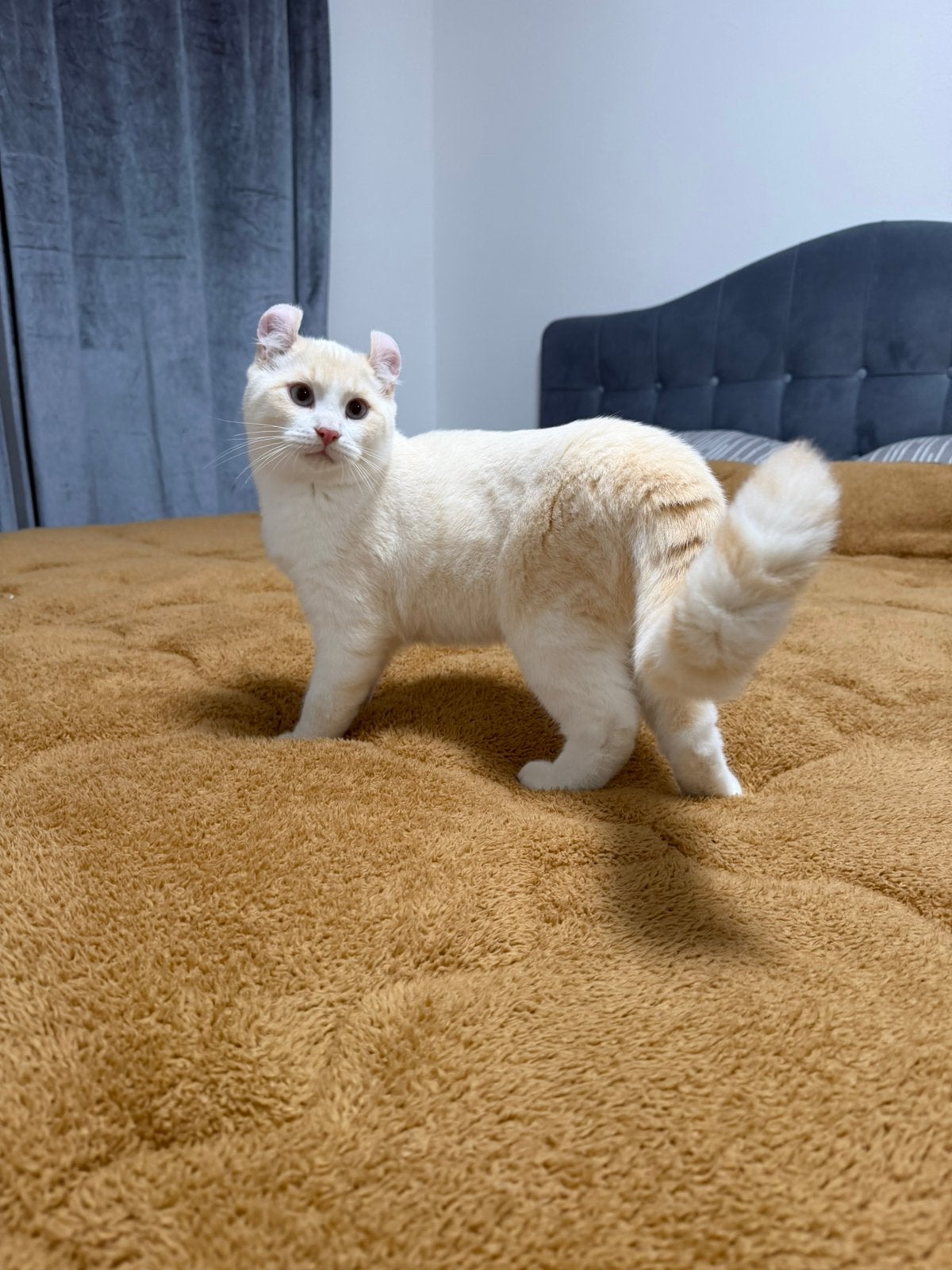 Brits Korthaar & American Curl, Kater