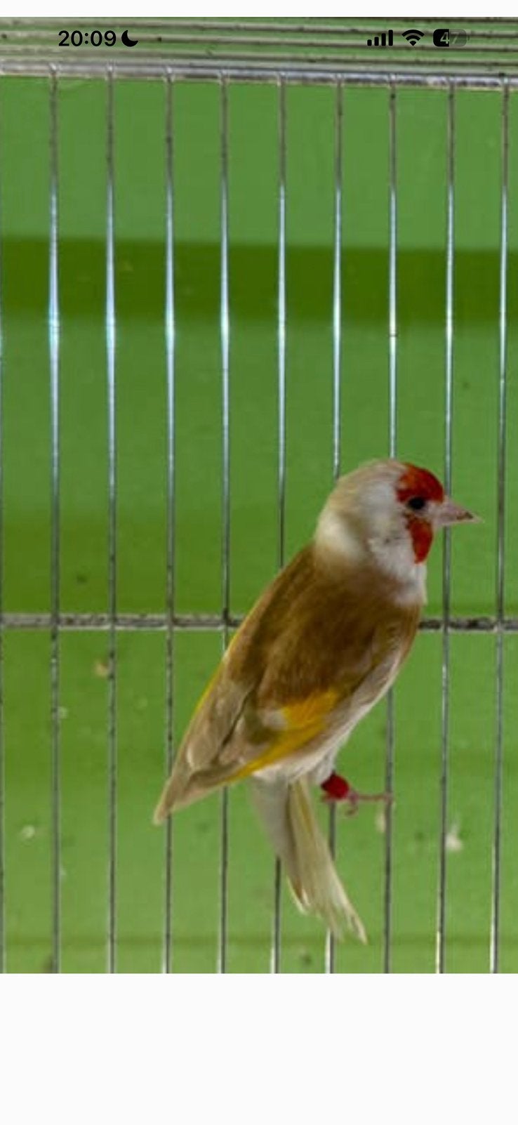 Bruinpastel Pop major putter, Dieren en Toebehoren, Vogels | Overige Vogels, Vrouwelijk, Wildzangvogel, Geringd