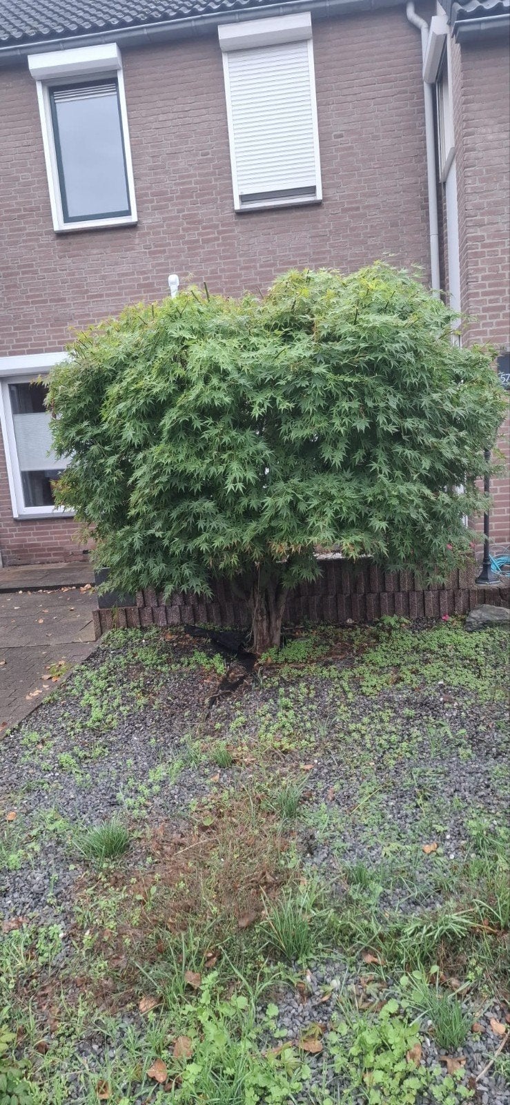 Grote Japanse Esdoorn (Acer Palmatum) LET OP! ZELF UITGRAVEN, Tuin en Terras, Ophalen, Esdoorn, Struik, 250 cm of meer