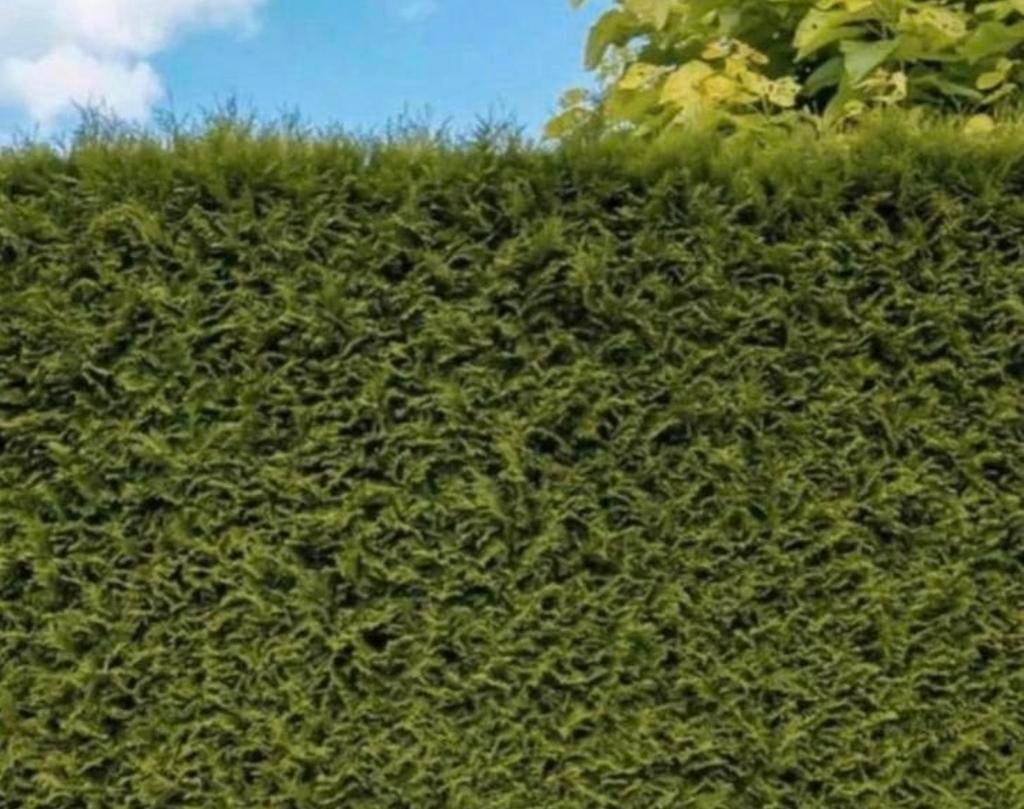 Coniferen THUJA brabant ‼️AKTIE‼️, Ophalen of Verzenden, Conifeer, 100 tot 250 cm