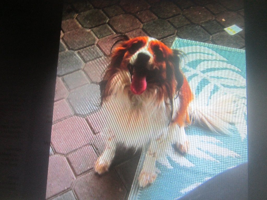 STAAT TER DEKKING 100% KOOIKER REU ! !, Reu, Eén hond, CDV (hondenziekte), 3 tot 5 jaar