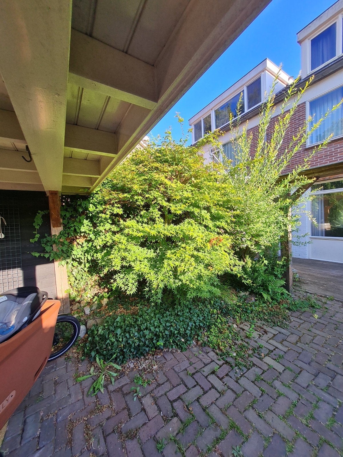 Gratis: japanse esdoorn van 230 bij 150, zelf uitgraven!, Tuin en Terras, Planten | Bomen, Ophalen, Bloeit niet, Halfschaduw, Overige soorten