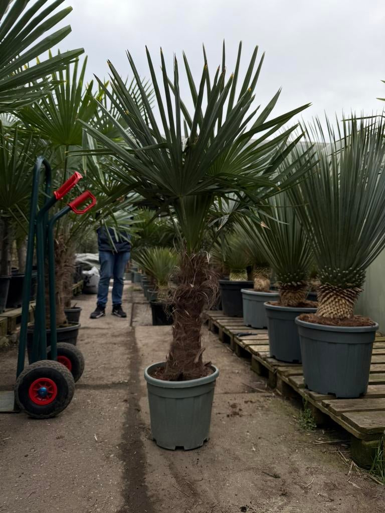 Opruiming! Trachycarpus Fortunei Palmboom!, Tuin en Terras, Planten | Bomen, Ophalen of Verzenden, Zomer, Volle zon, Palmboom