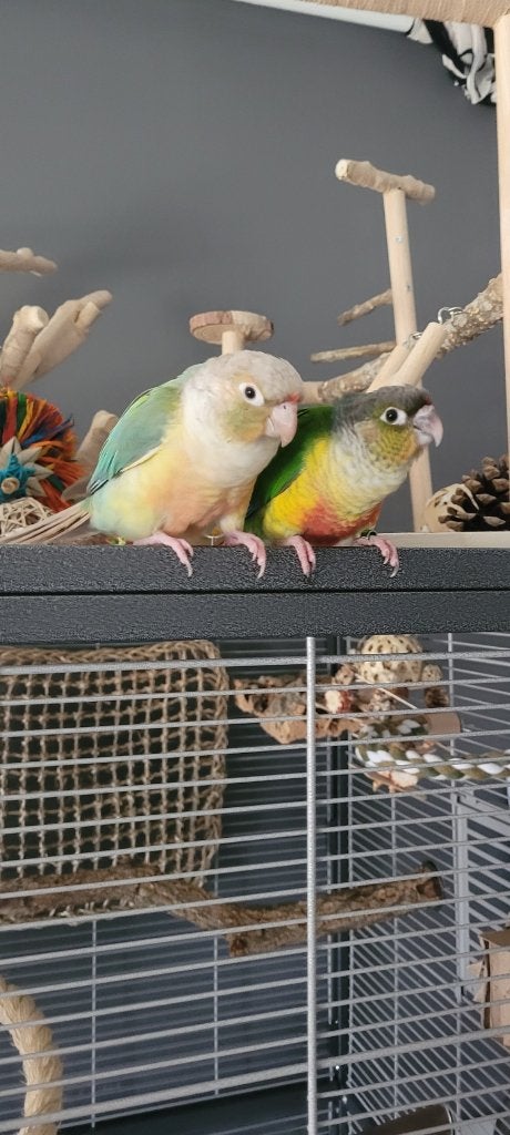 Pyrrhura mannetjes, Dieren en Toebehoren, Vogels | Parkieten en Papegaaien, Mannelijk, Parkiet, Tam