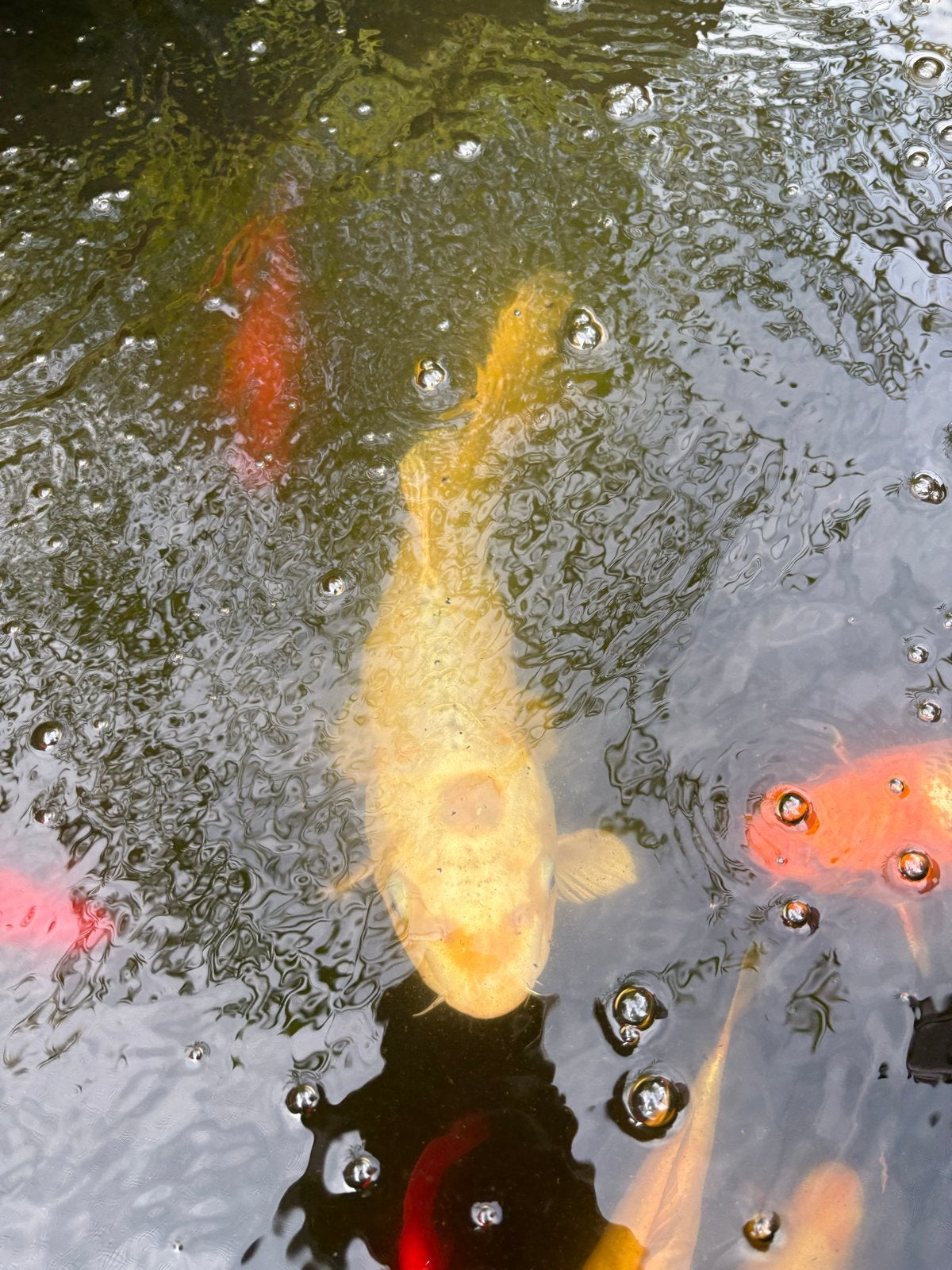Grote koi karpers, diamant steur en goudwindes ter overname, Dieren en Toebehoren, Vissen | Vijvervissen, Karper of Koi