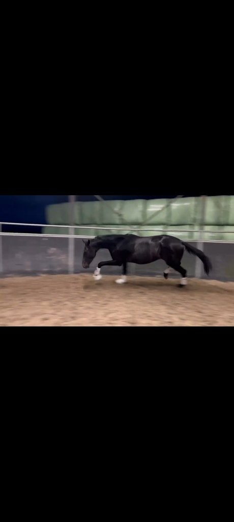 2,5 jarige zwartbruine dressuurhengst, Dieren en Toebehoren, Met stamboom, Dressuurpaard, Hengst, 3 tot 6 jaar