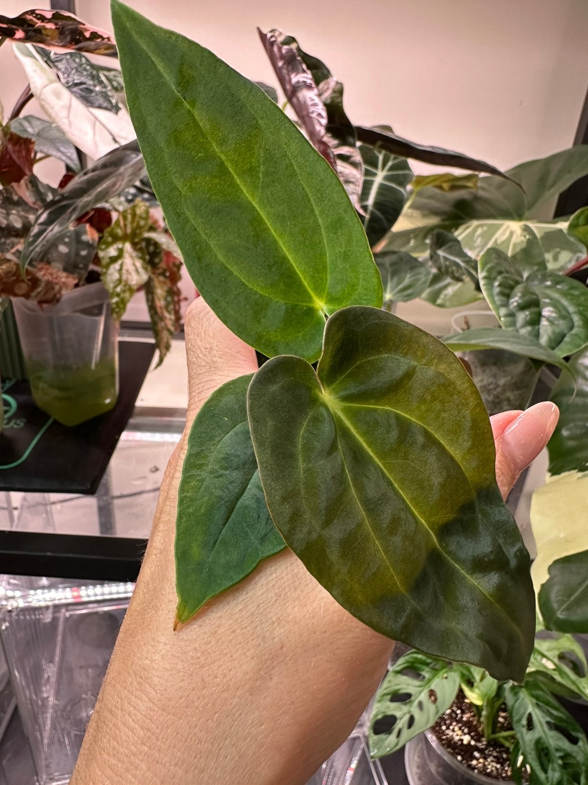 Anthurium yellow spider, Ophalen of Verzenden, Halfschaduw, Minder dan 100 cm