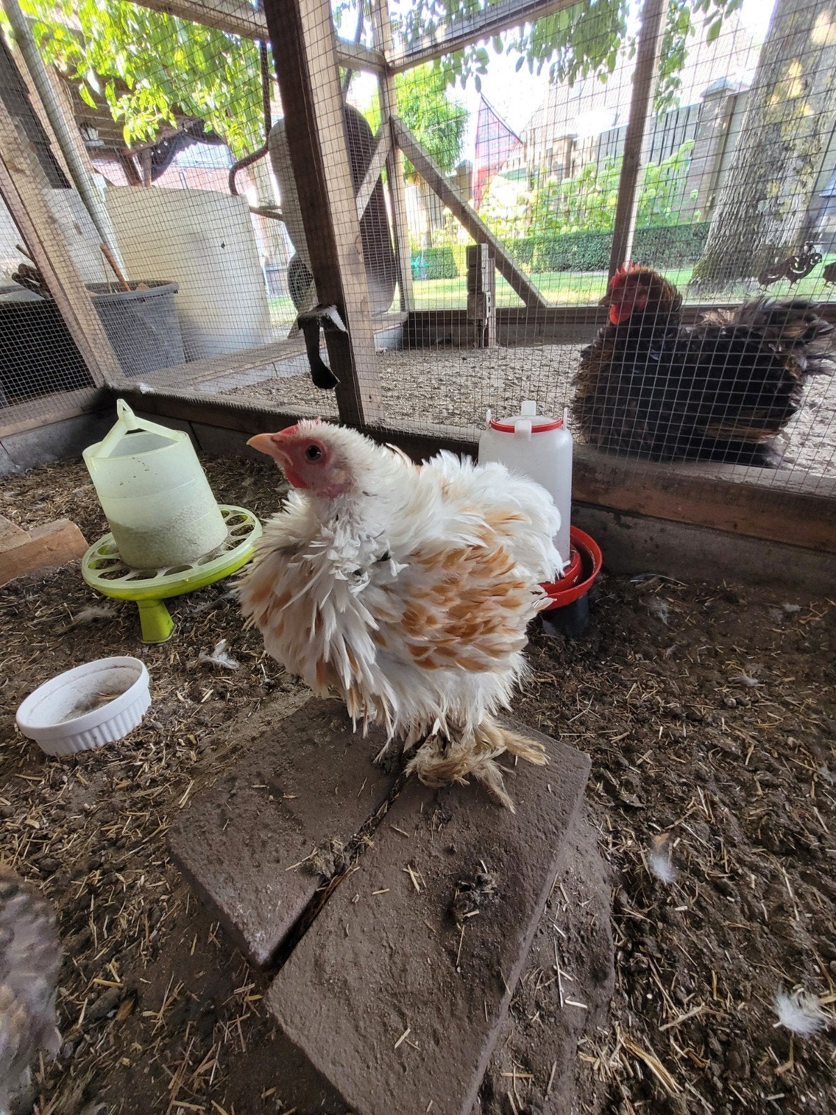 Cochin kriel haan, Dieren en Toebehoren, Mannelijk, Kip