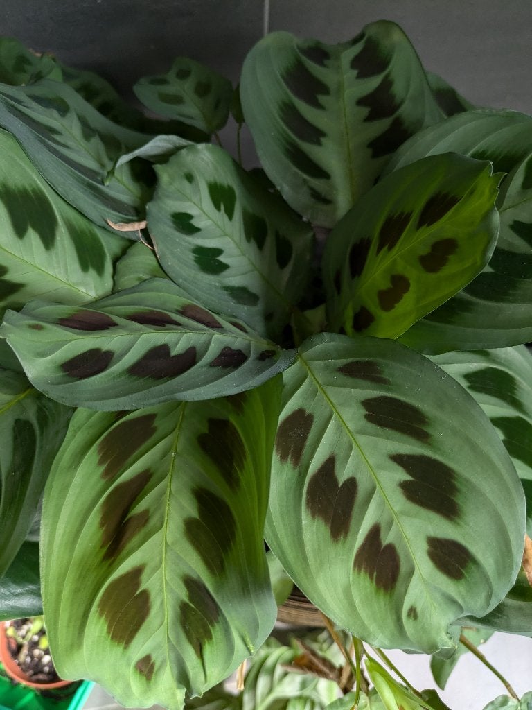 Marantha Kerchoveana plantje, Ophalen of Verzenden, Halfschaduw, Minder dan 100 cm