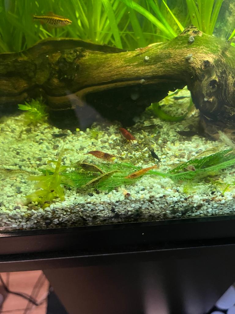 Neo caridina garnalen wildkleur, Kreeft, Krab of Garnaal