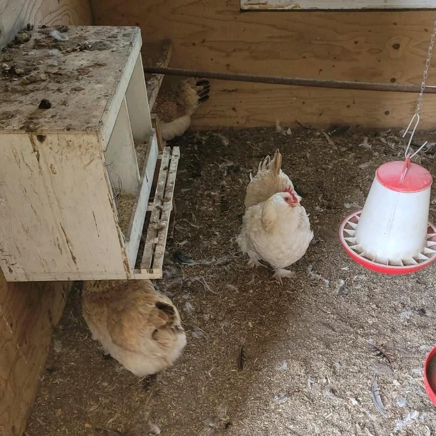 Te koop enkele trio's Faverolles, Meerdere dieren, Kip