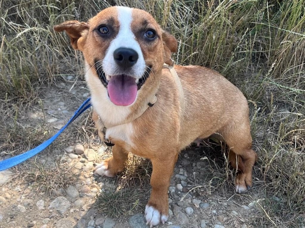 Betsy is een klein, lief en vrolijk hondje, Dieren en Toebehoren, Particulier, Buitenland, Teef, Parvo