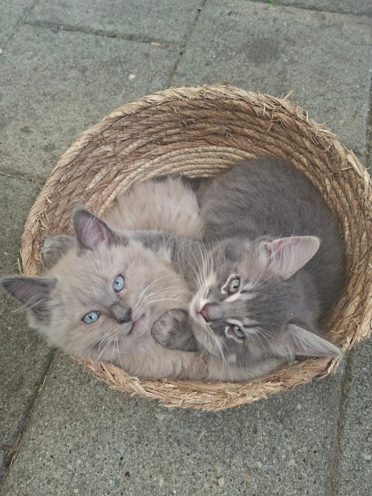 Prachtige Ragdoll kittens stamboom op aanvraag, Meerdere dieren, Ontwormd