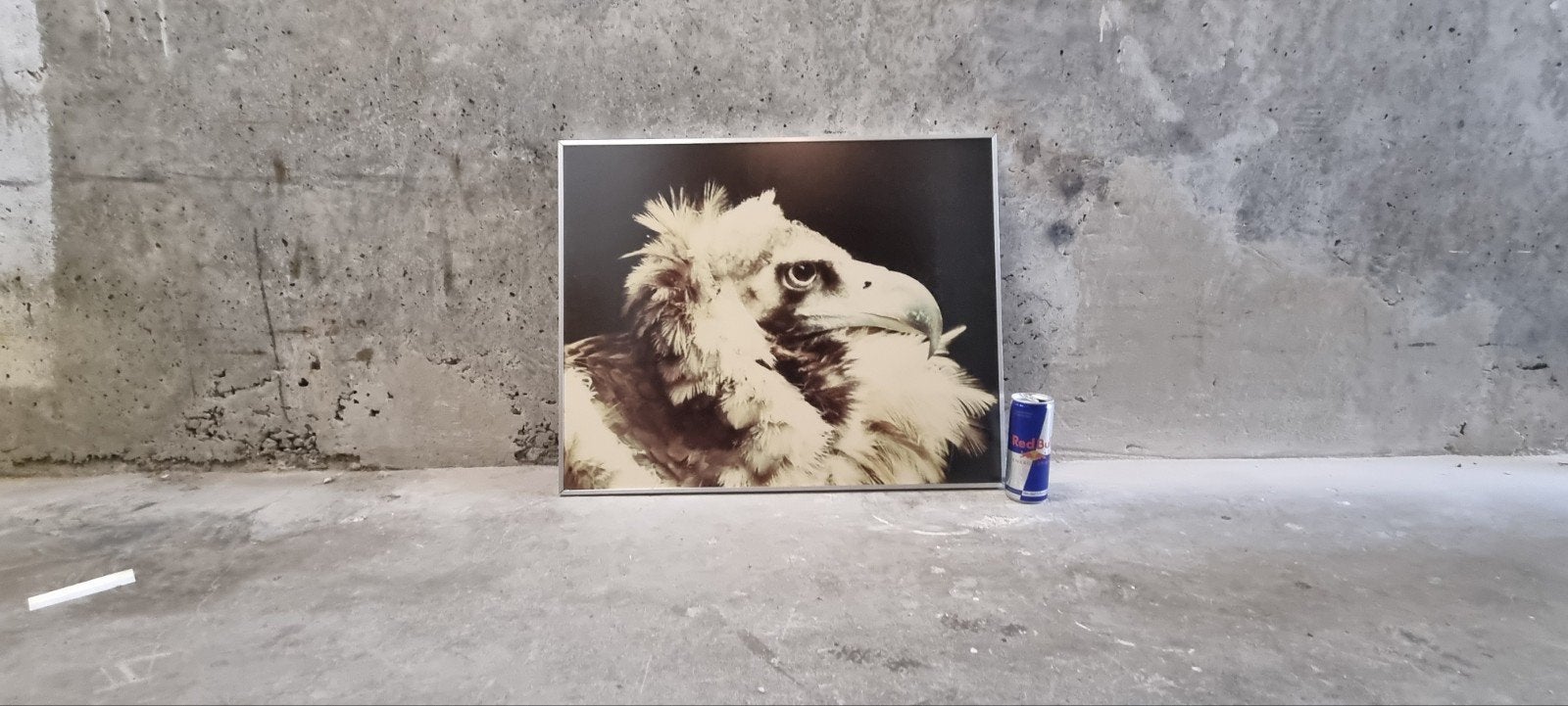 Arendskop (foto) en aluminium lijst met mat glas, Ophalen of Verzenden