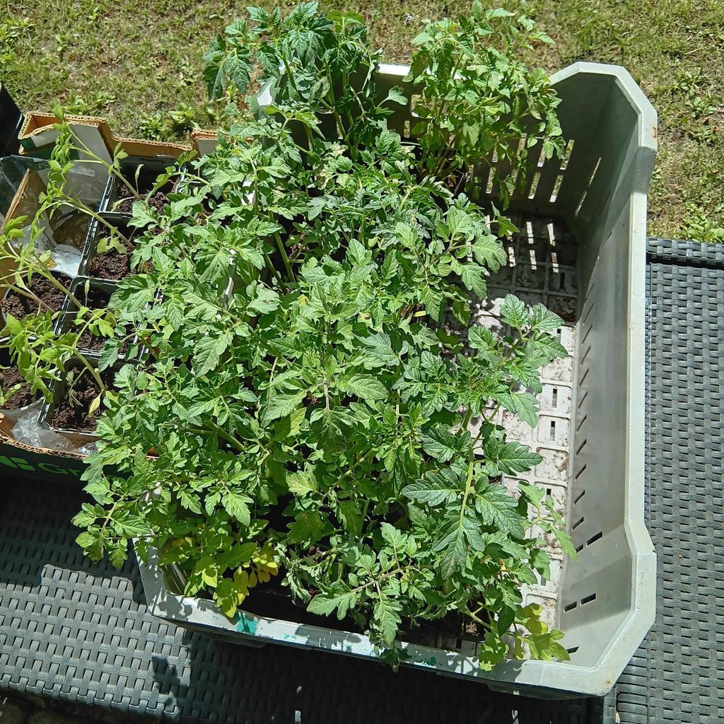 Biologische tomatenplanten verrassing, Ophalen, Eenjarig, Groenteplanten, Volle zon