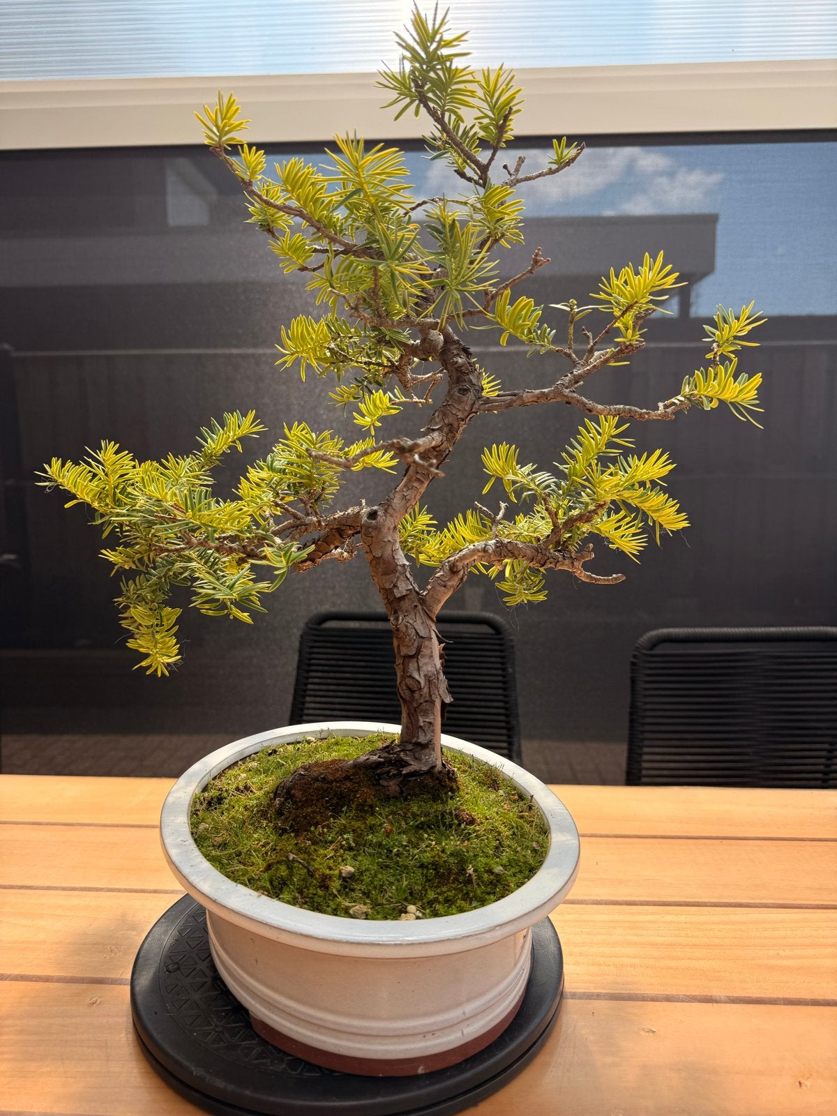 Bonsai Taxus baccata in mooie schaal, 52 cm hoog, Tuin en Terras, Vaste plant, Bloeit niet, Halfschaduw, Ophalen