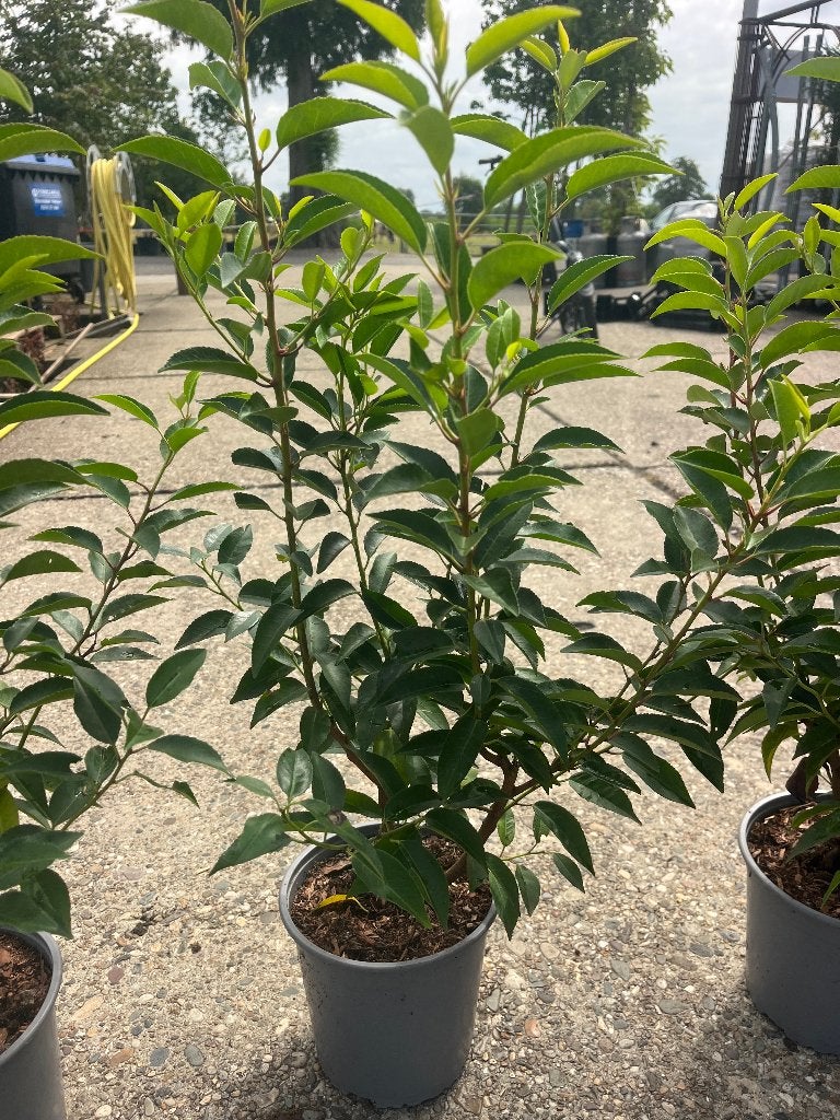 Prunus Angustifolia, Portugese Laurier +/-60 cm hoog € 6,95, Haag, Minder dan 100 cm, Ophalen of Verzenden, Laurier