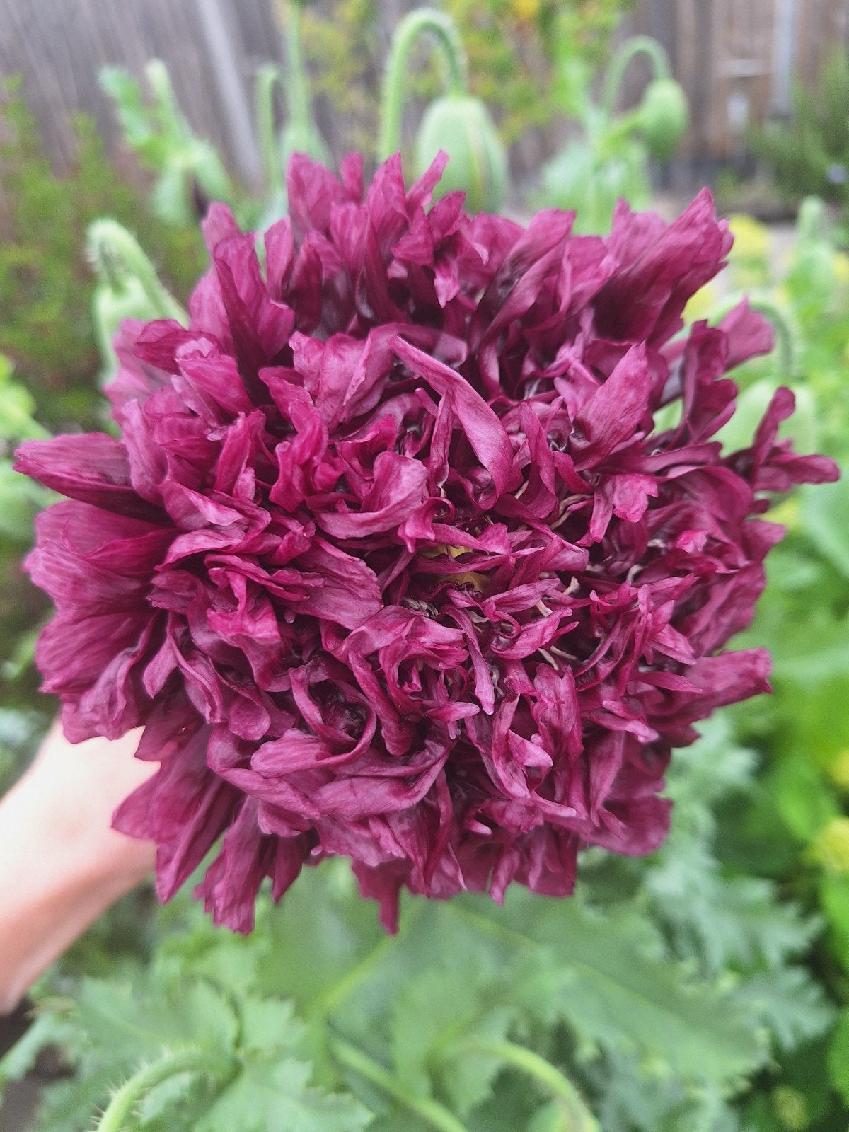 Gevulde Papaver / Klaproos - Diverse kleuren, Ophalen of Verzenden, Overige soorten, Volle zon