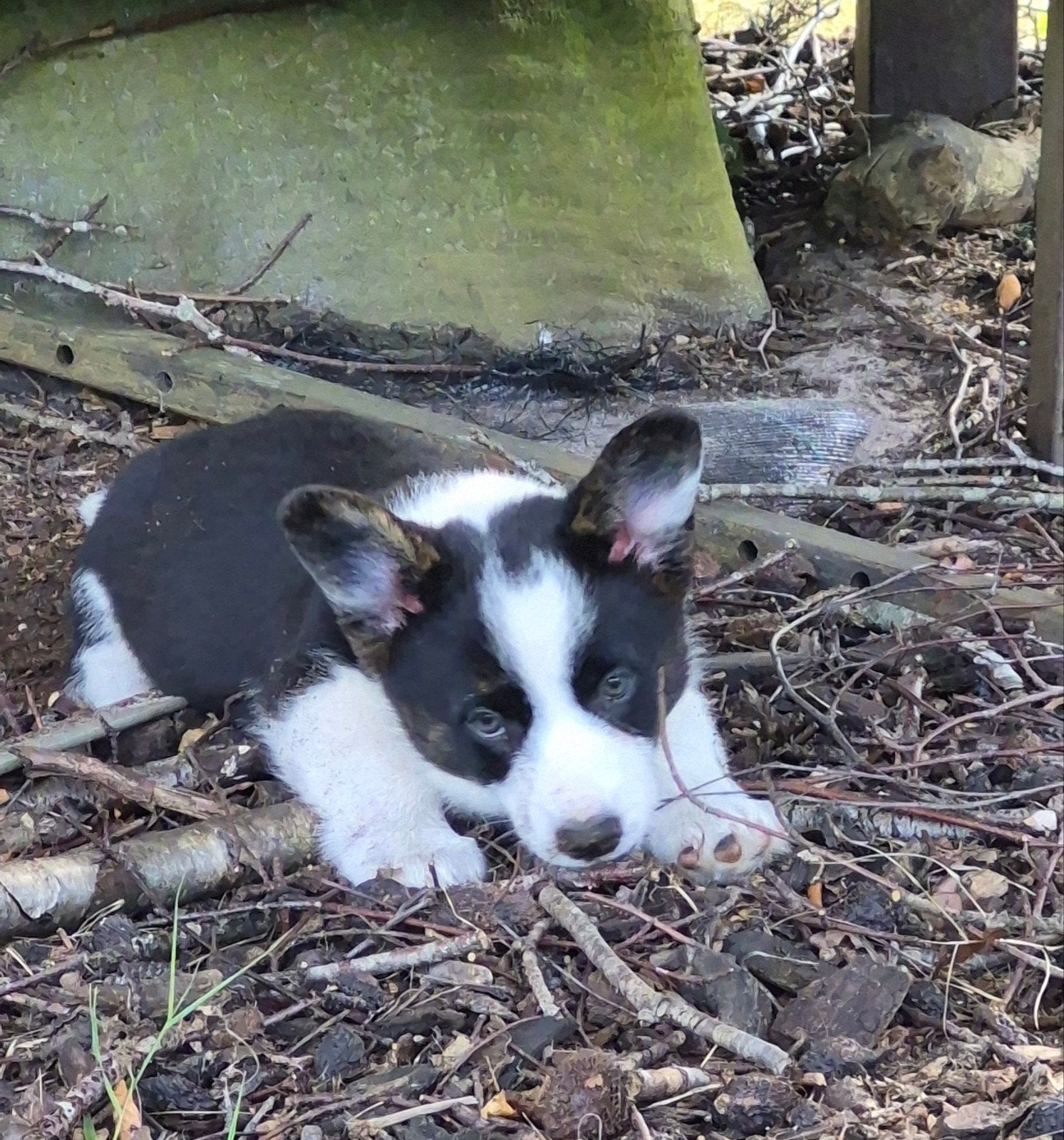 Welsh corgi pups cardigan bij klik direct mee, 8 tot 15 weken, Meerdere, Meerdere dieren, Nederland