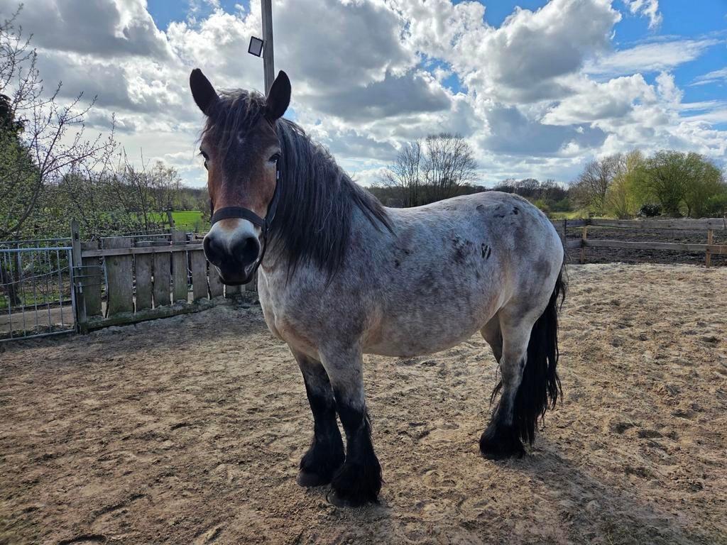 Belgisch trekpaard merrie, Dieren en Toebehoren, Paarden, Merrie, Recreatiepaard, 11 jaar of ouder