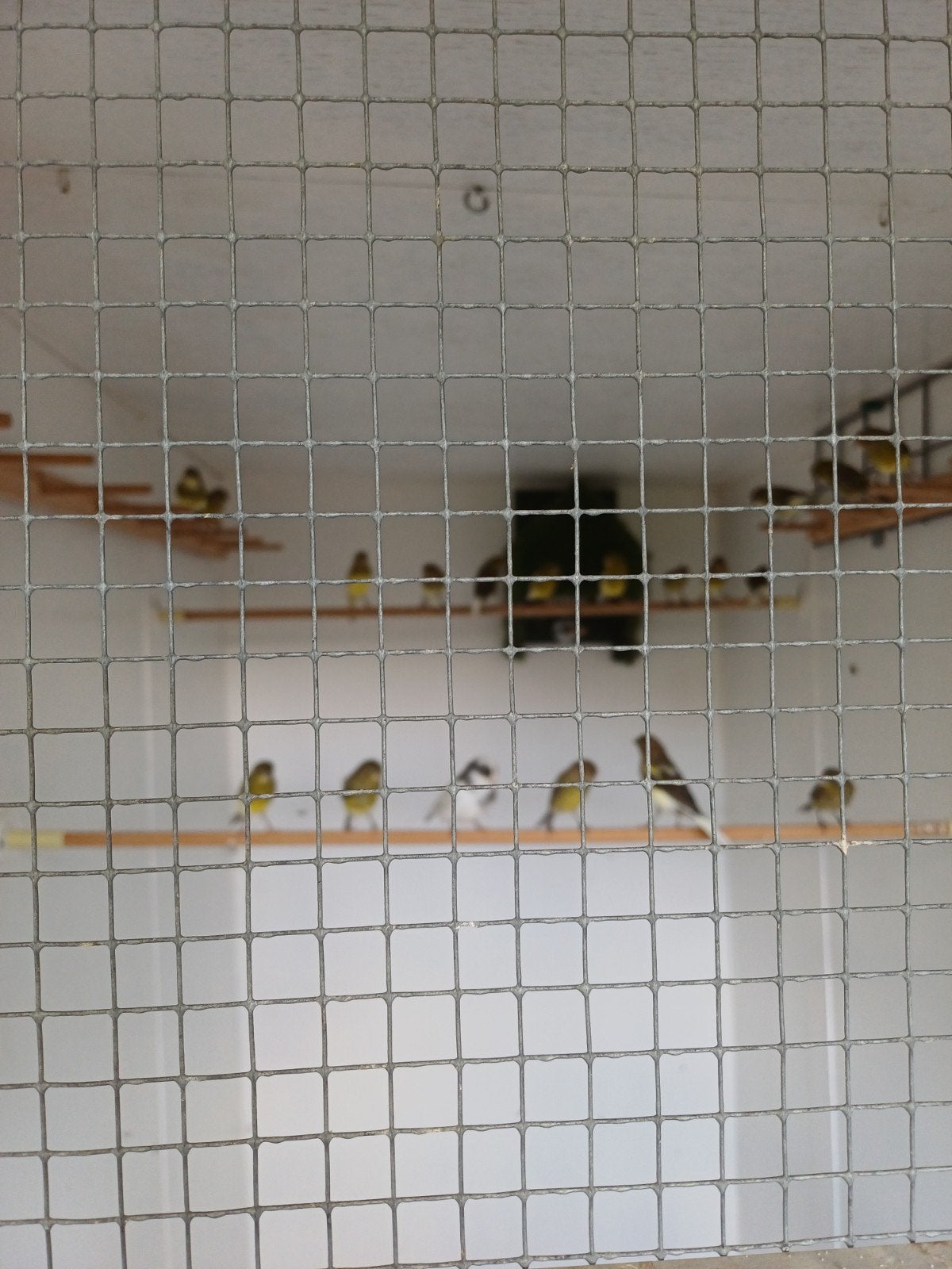raza espanol kanaries, Dieren en Toebehoren, Vogels | Kanaries, Meerdere dieren, Kleurkanarie