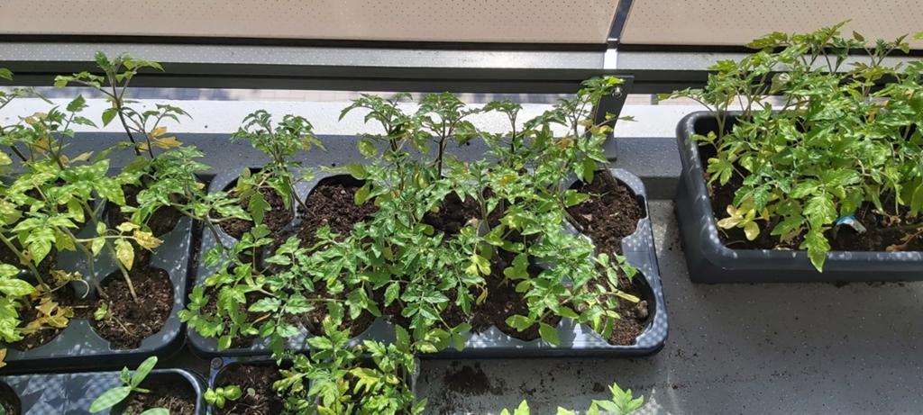 Tomatenplantjes - 3 soorten (Marmande, Roma VF, Marmande VR), Tuin en Terras, Planten | Tuinplanten, Ophalen, Eenjarig, Groenteplanten