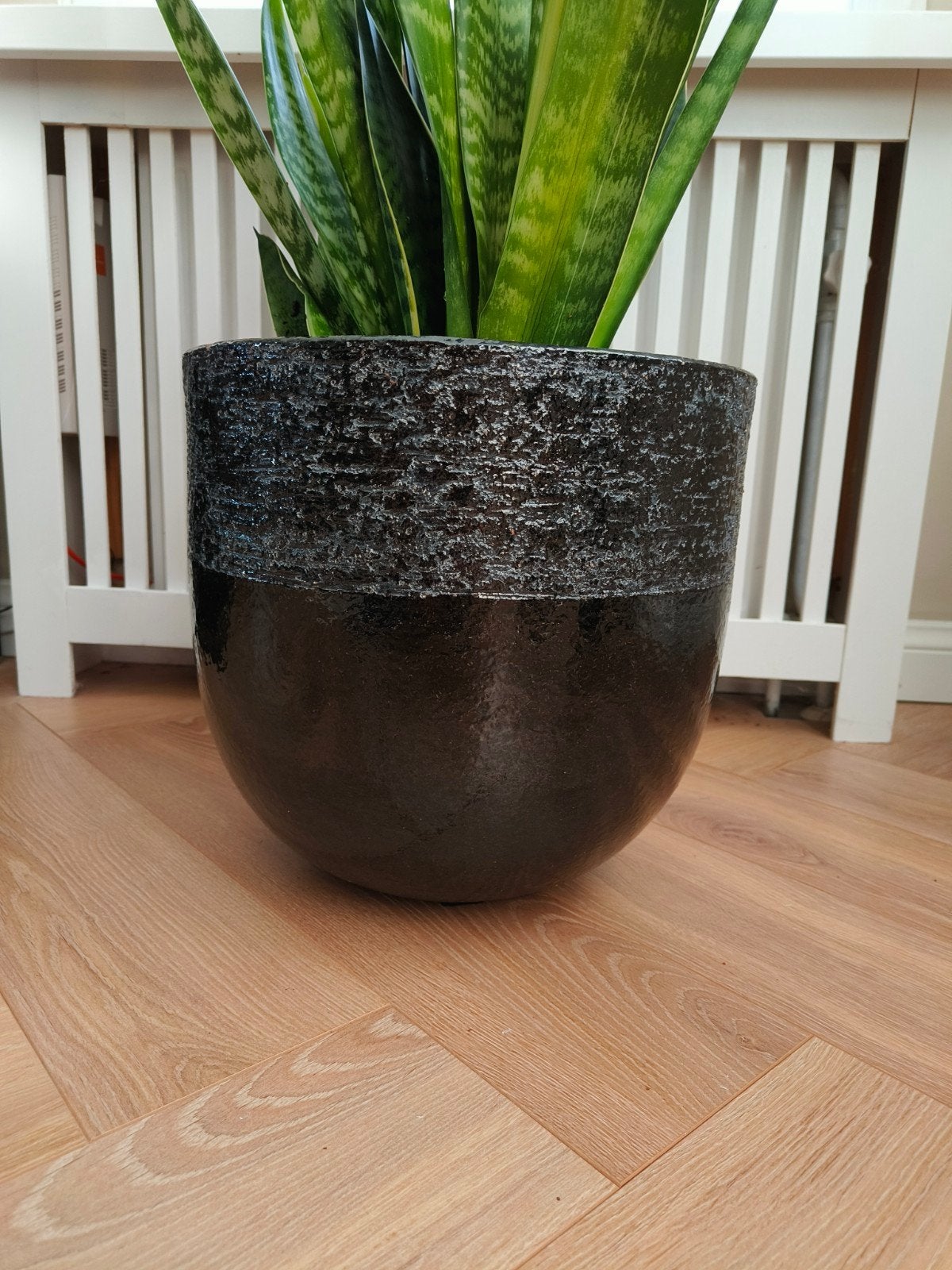 Grote Sansevieria in stijlvolle stenen pot, Ophalen