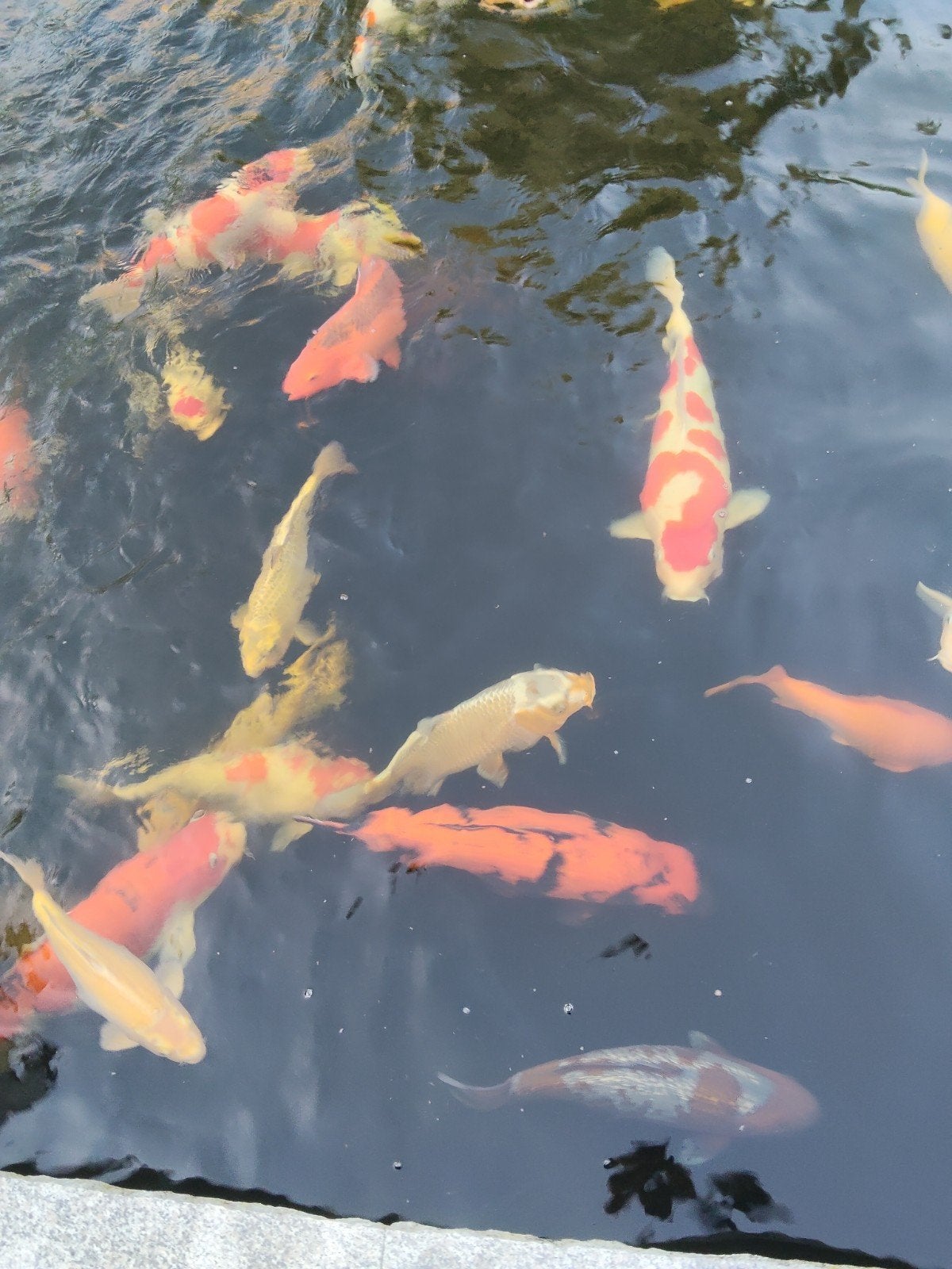koi karpers te koop, Dieren en Toebehoren, Karper of Koi