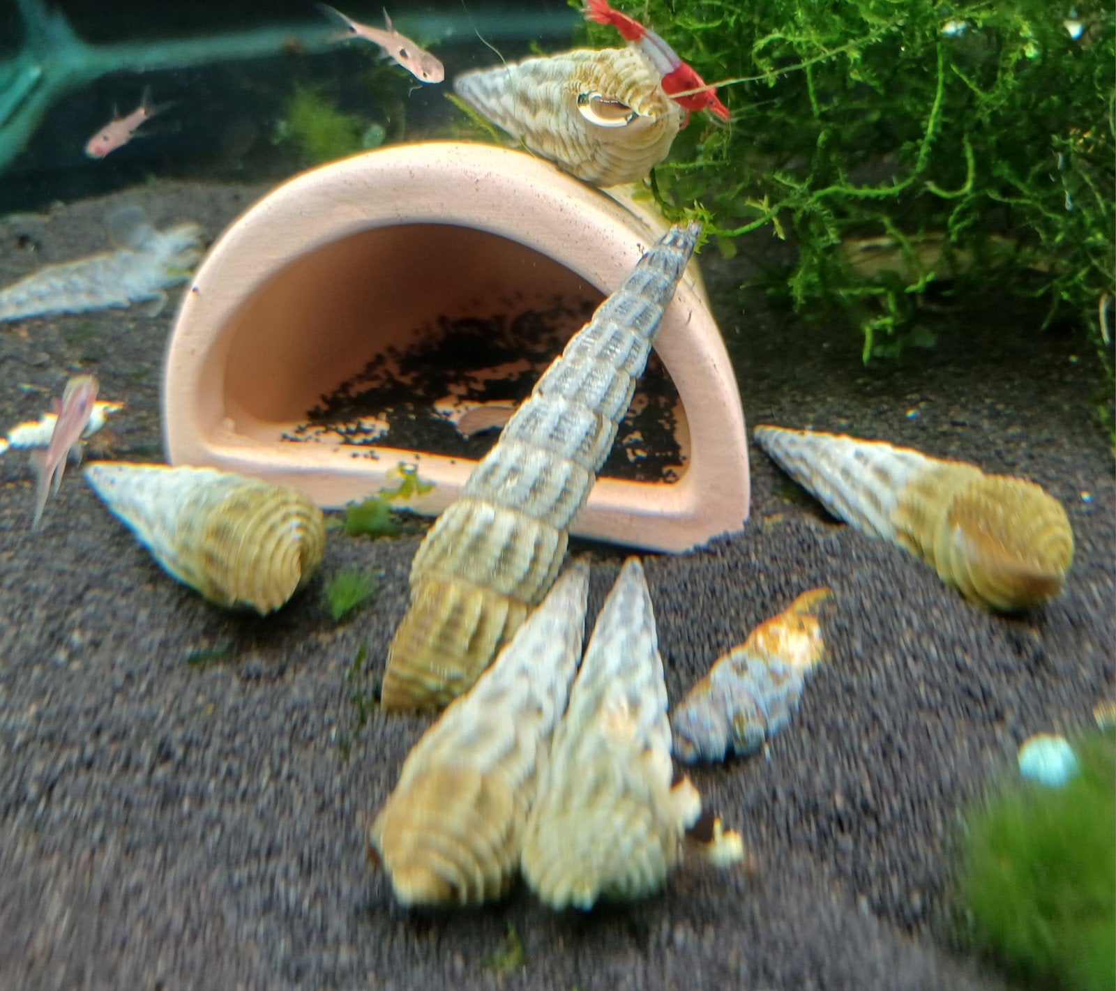 Hobbyaquarium Sulawesi slak Marwotoae Zondag 21 juni 12/17u, Slak of Weekdier, Zoetwatervis