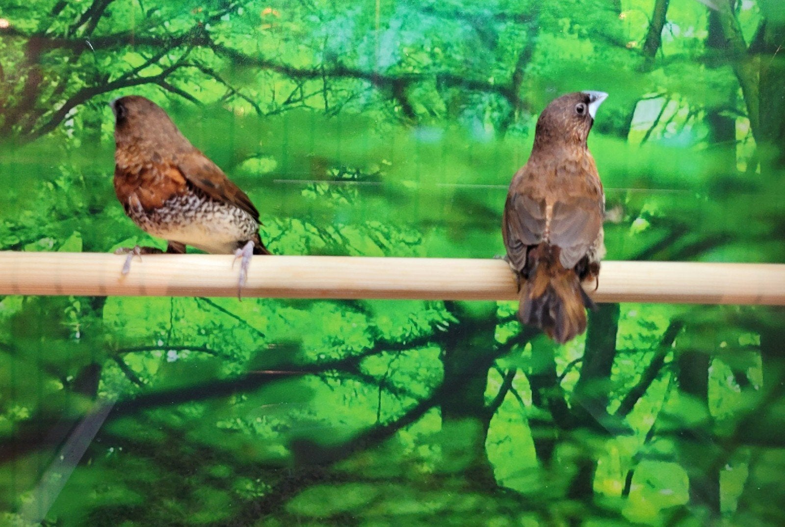 Spitsstaartbronsmannen koppel., Meerdere dieren