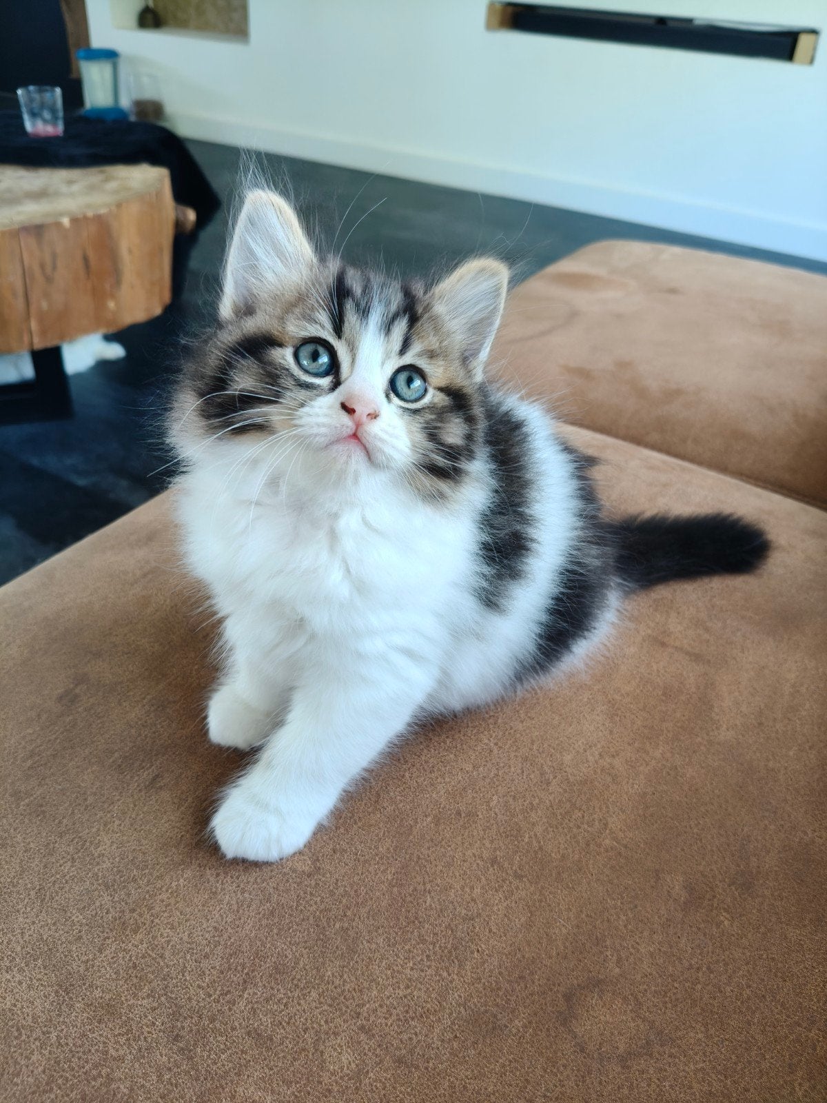 Ragdoll / pers langharige kittens, Meerdere dieren, Ontwormd