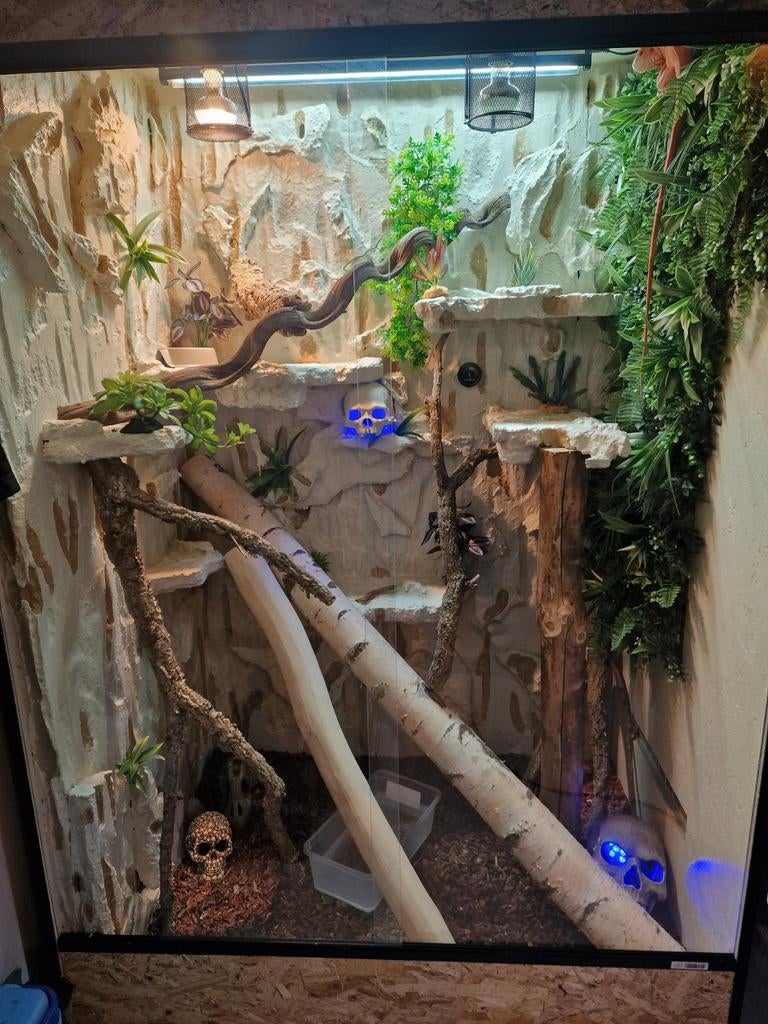 Terrarium OSB op maat – stevig, netjes, Dieren en Toebehoren, Reptielen en Amfibieën | Toebehoren, Ophalen of Verzenden, Nieuw