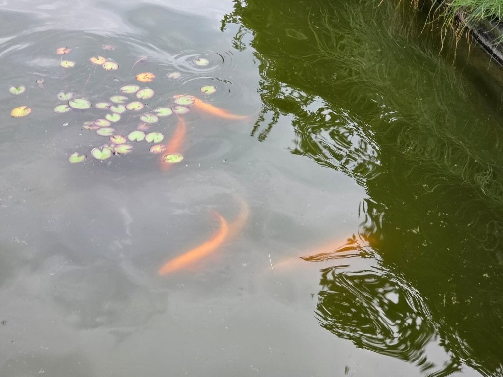 Goudwindes, Dieren en Toebehoren, Overige soorten