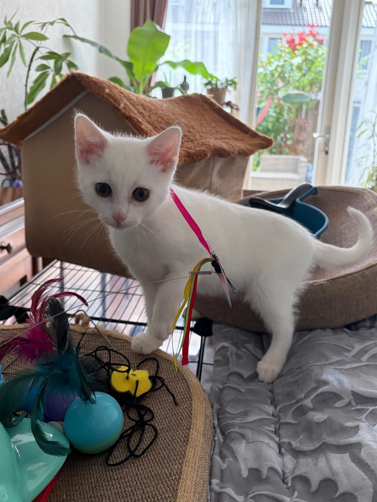 4 Witte kittens te koop, Meerdere dieren, Kortharig, 0 tot 2 jaar