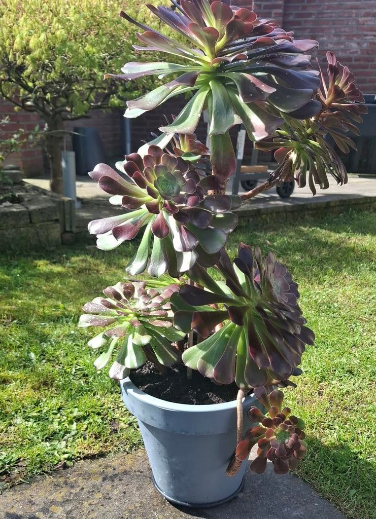 Aeonium arboreum, Tuin en Terras, Ophalen, Overige soorten, Volle zon