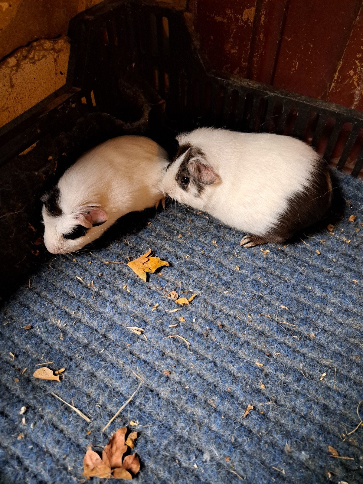 cavia zeugjes, Dieren en Toebehoren, Juni, Vrouwelijk, Cavia