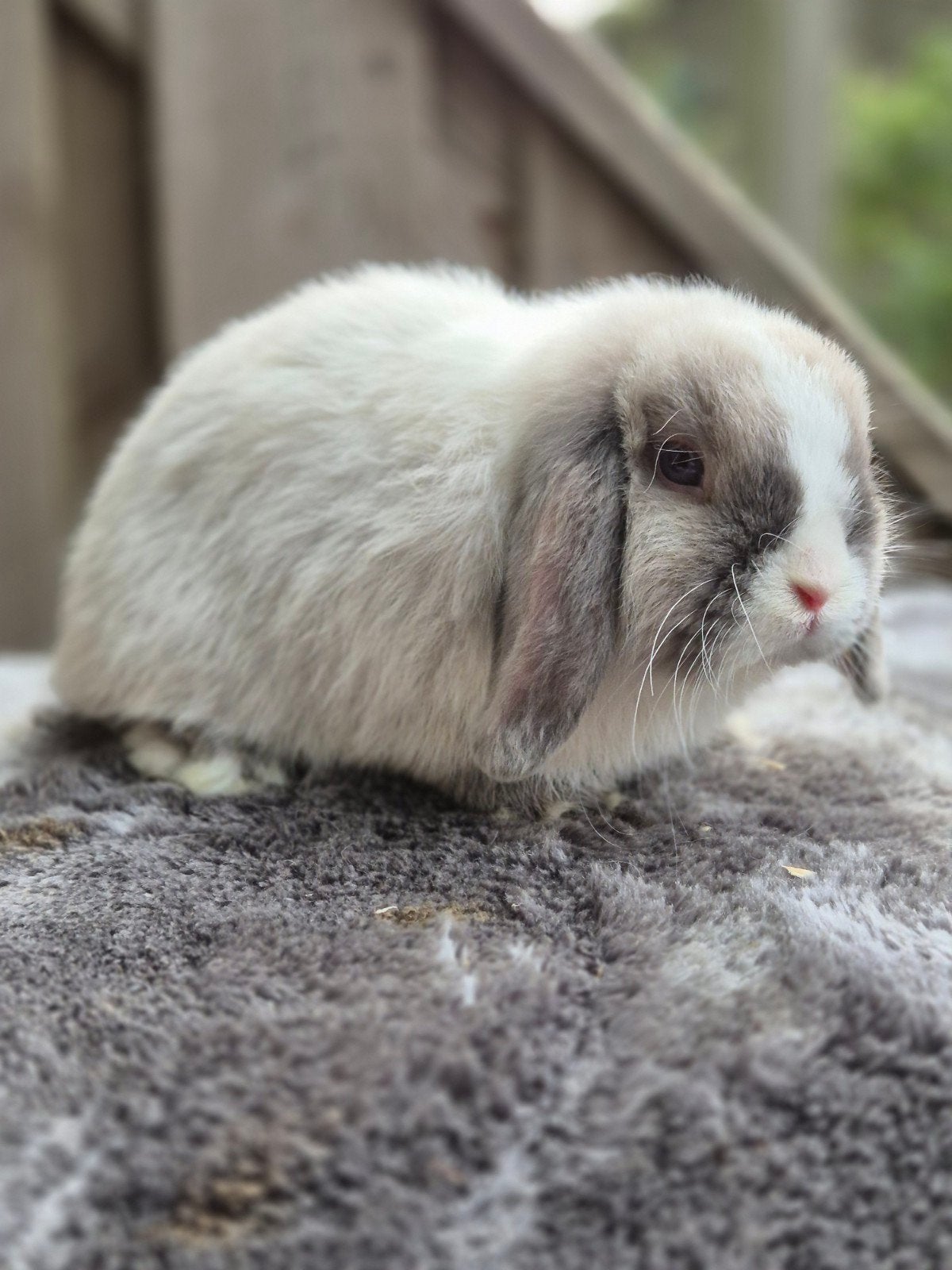 Gecastreerde minilop ram, Dieren en Toebehoren, Konijnen, Mannelijk, Dwerg