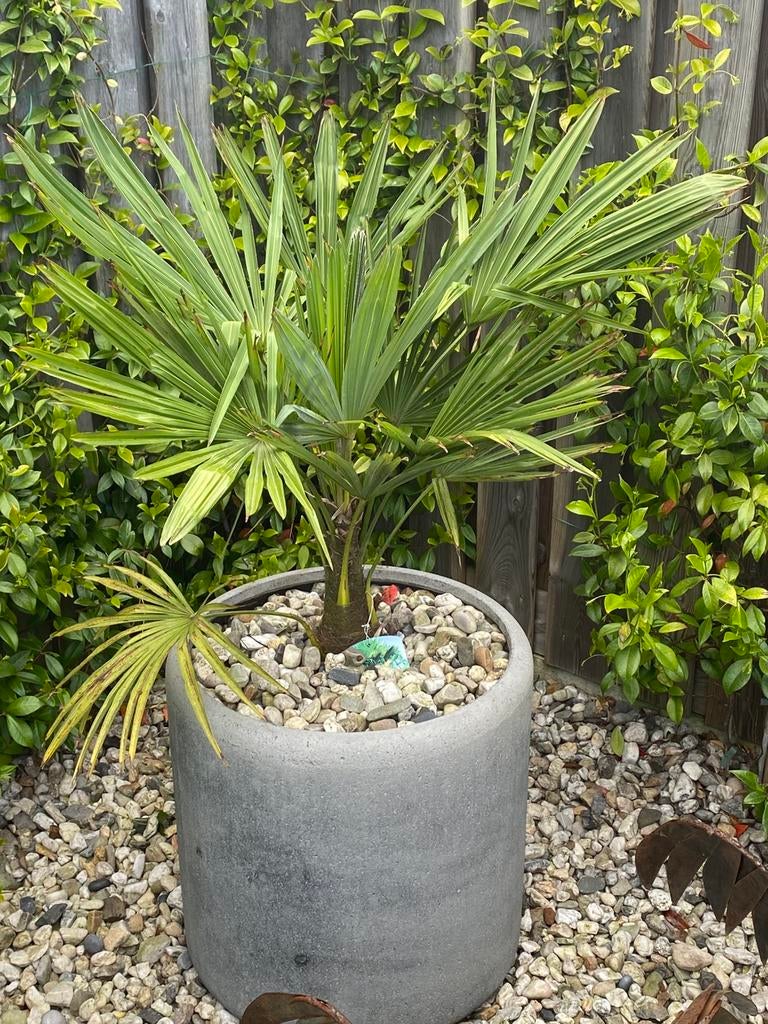 Palmboom winterhard, Ophalen of Verzenden, Overige soorten, Volle zon