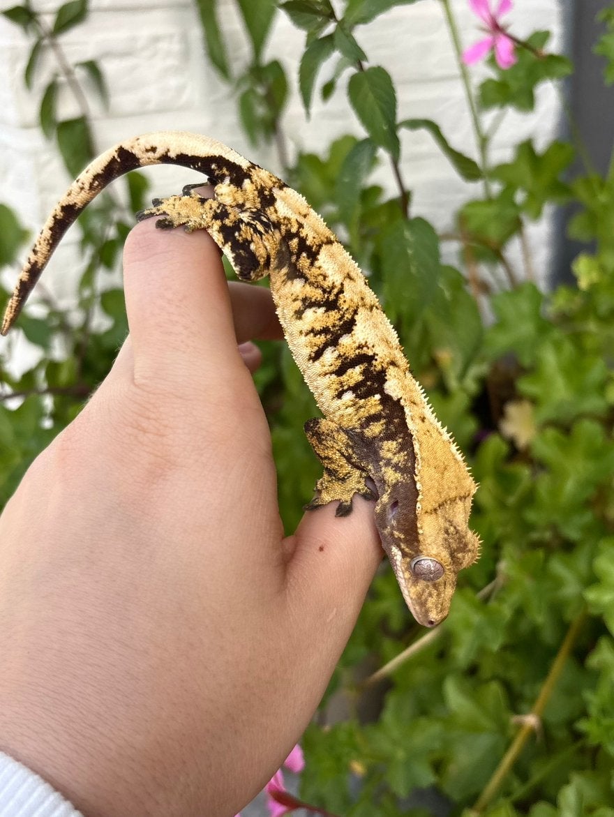 Leuke extreme harlequin wimpergekko 1.0 man, Hagedis, 0 tot 2 jaar
