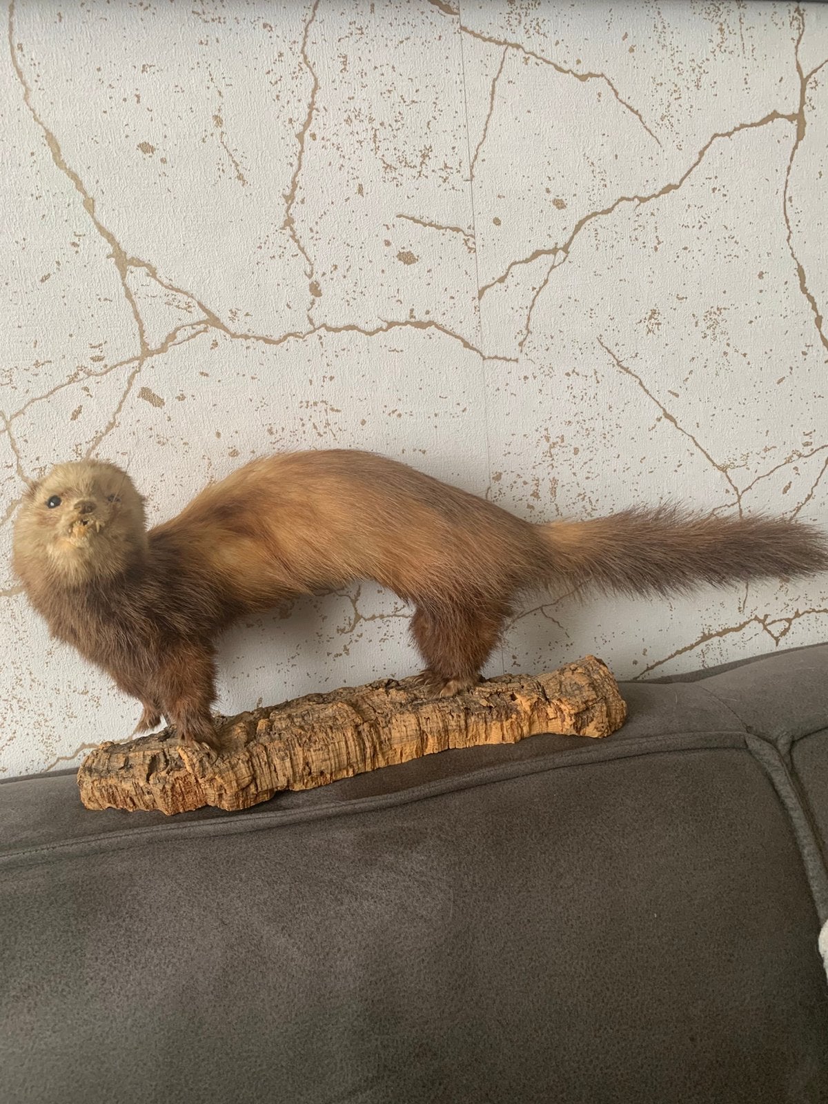 Bunzing opgezet, taxidermie, Ophalen of Verzenden, Zo goed als nieuw, Vogel, Opgezet dier