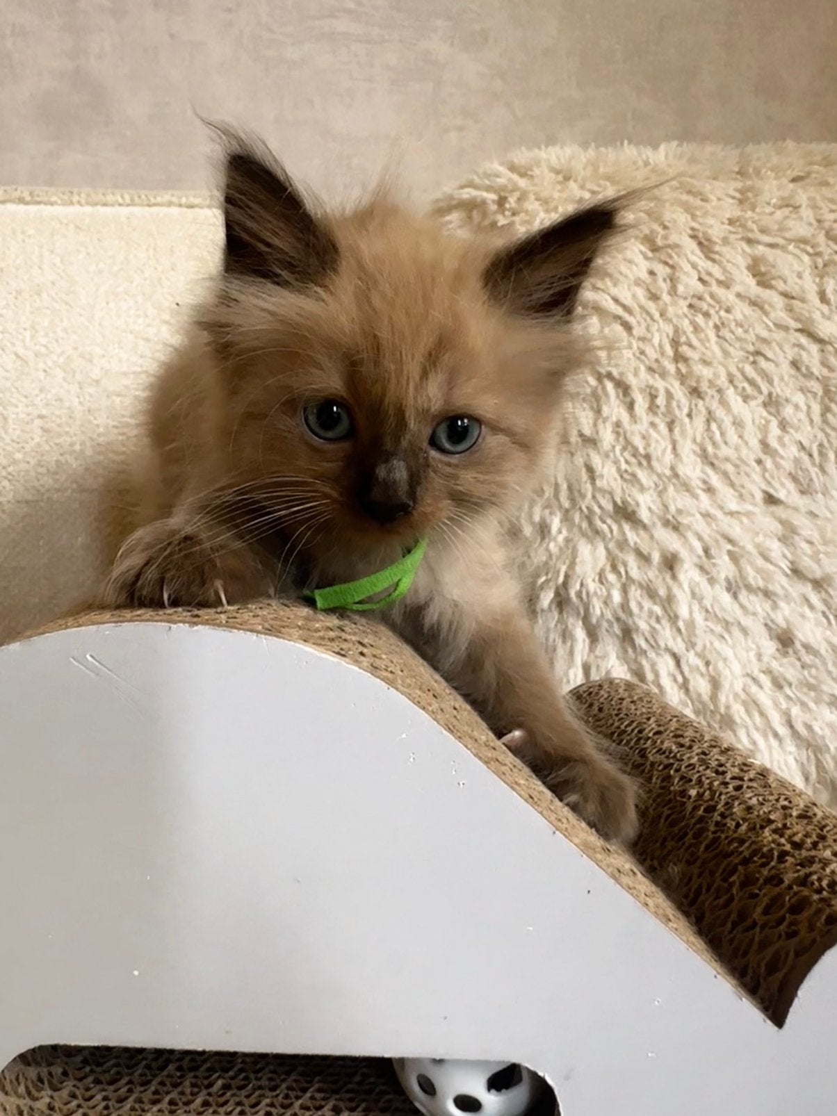 100% ragdoll kittens   seal mink—seal point—blue mink, Meerdere dieren, Gechipt, 0 tot 2 jaar