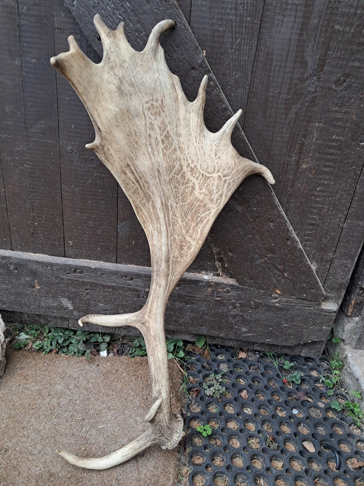 Zeer groot damhert gewei stang 90-100cm!, Ophalen of Verzenden, Hert, Gewei of Kop