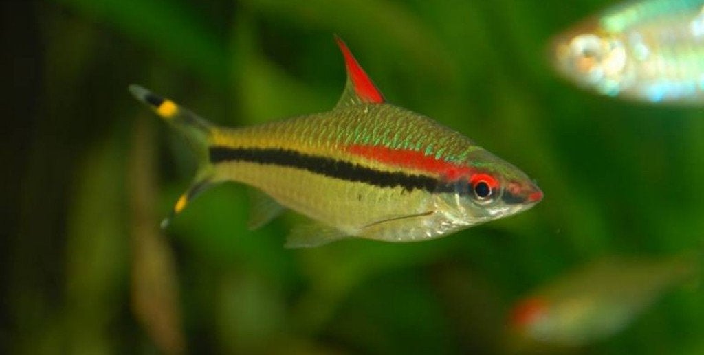 torpedo barbeel, Dieren en Toebehoren, Vis, Zoetwatervis, Schoolvis