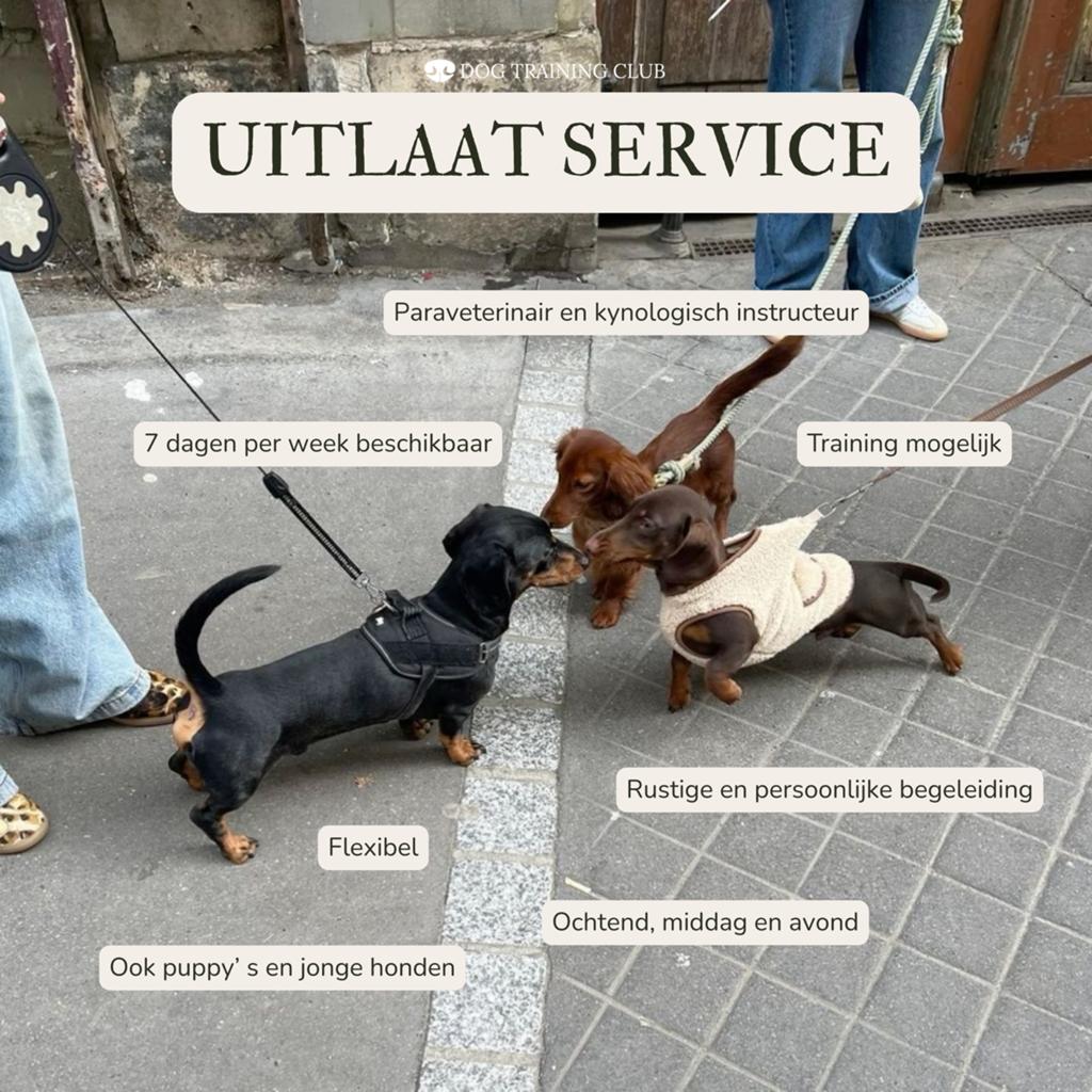 Hondenuitlaatservice (Zoetermeer en omstreken), Ophalen of Verzenden, Nieuw
