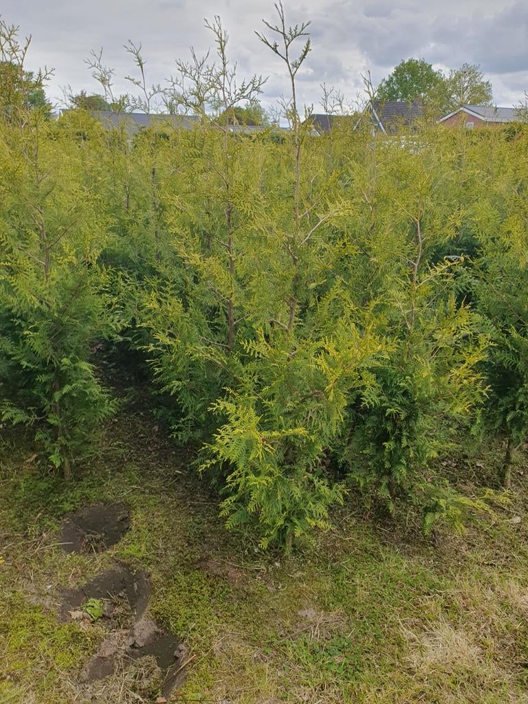 100 thuja brabant, Tuin en Terras, Planten | Struiken en Hagen, Ophalen of Verzenden, Conifeer, 100 tot 250 cm