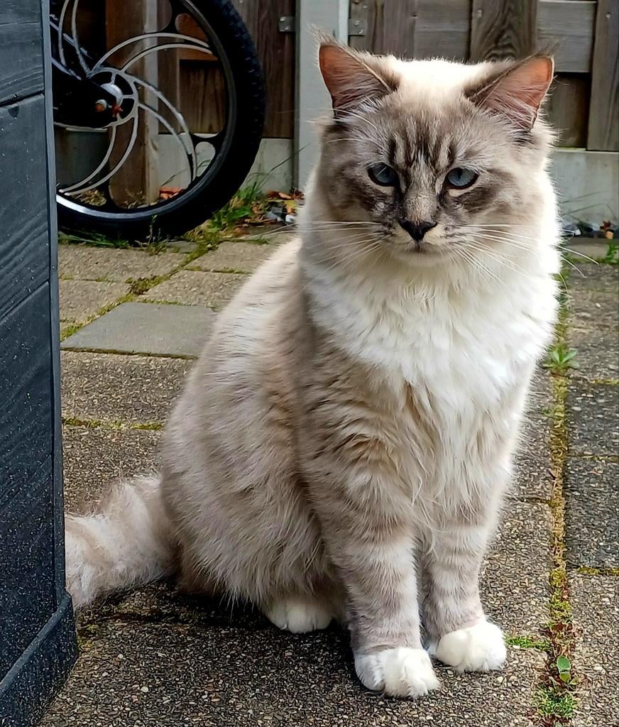 2 super lieve ragdolls/Maincoon van 11 maanden oud, Kater, Gechipt
