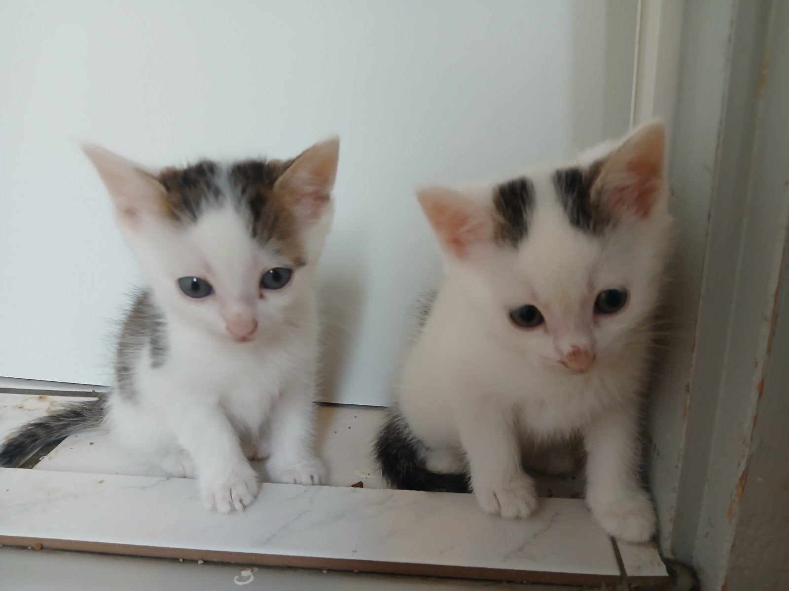 Lieve kittens  8 weken. Direct op te halen, Poes, Kortharig